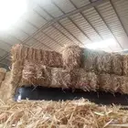 زوره جيزانيه ناعمه شد90