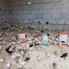 صوص الجعرانه
