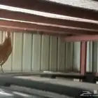 تاخذ الديك مقابل تبدل 5 دجاج او 6 عمره من 6الى8 اشهر