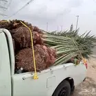 نخل برحي العدد 16حبه نخل للبيع مكه جده الطايف نخل مثمر