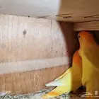 جوز روز اورنج