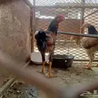 ديك بلدي