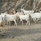 غنم قنوه للبيع