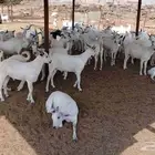 تيوس مخاصي العدد 77 الموقع حلي للتواصل