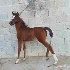 مهره واهو للبيع ورق أضفت البدقري