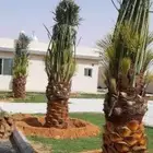 يوجد لدينا نخل للبيع جميع انواع والمقاسات نخل القصيم
