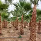 لتوريد جميع انواع النخيل العربي والواشنطن وشبوك المزارع