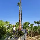 نخل واشنطن3متر 4متر 5متر 6متر