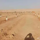 يوجدلدينا 400فروخ مجدول طيب