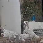 فروخ سندي (تم البيع)