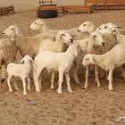 غنم خلفات العدد 8تحتها 8