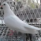 حمام صنعاني