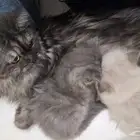 قطط هملايا