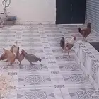 دجاج بلدي بياض على الشرط
