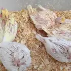 فروخ كروان ( البينو - لتينو )