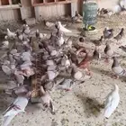 حمام سلفر للبيع