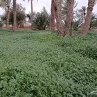 نخل طويل للبيع او بدل بفراخ نخل