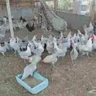 صحه ونظافه ومطعمين فيتامين