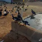 بط مصري العمر من 6 شهور الى 7 شهور