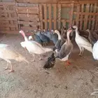 دجاج و وز و بط للبيع