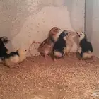 فروخ سندي (تم البيع)