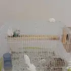 جوز روز