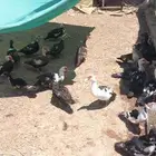 بط مصري سوبر جانبو بياض