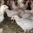 صيصان فيومي وذهبي واصفر شرط صح ونظافه ومطعمين