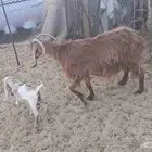 عنز والد و طلي للبيع