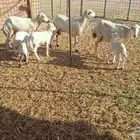 رفيديات خلفات