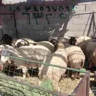خرفان جذعات من 5 شهور إلى 6