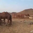 عشر من البل مابين خلفه وملاقي