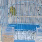عصفور