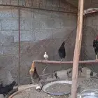 دجاج بلدي