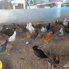 دجاج بلدي يبيض وما في امراض