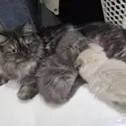 قطط هملايا