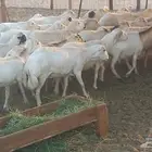 بسم الله أعرض لكم غنم دفيع ومضاريع العدد 40