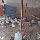دجاج فيومي المنيوم