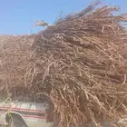 علف موجد لان الباقي ألف عقده الموقع القوز