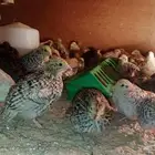 يوجد سمان وصيصان فيومي وحساوي