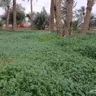 فراخ نخل برني حلوه خضري سلج