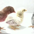 دجاج لوهمان وفرنسية للبيع