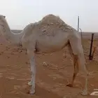 لقيه طيبه للبيع