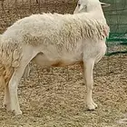 فحل حري كفووو السن سادس مشروط وحار بالضراب