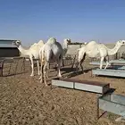 السلام عليكم لقحات على جميع الشروط مبرك مقام ديوس عيون شرط