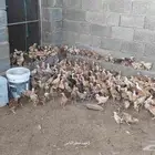 صوص للبيع