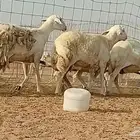 غنم حريت دفيع العدد 6 راس