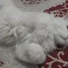قطط للتبني