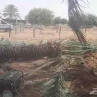 فسايل ونخيل بجميع أنواعها