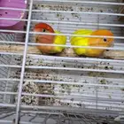 جوز روز لاتينو صبغه قويه